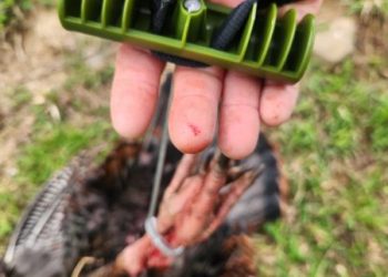 Ohio Turkey Hunt – No Blind, No Problem