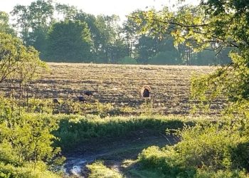 Dawn Dance – A Turkey Ballet