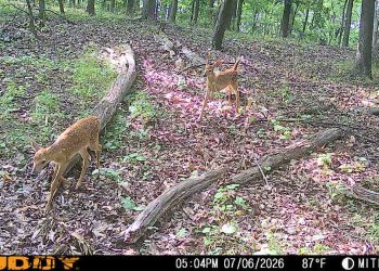 Why Summer Trail Cameras Make Sense