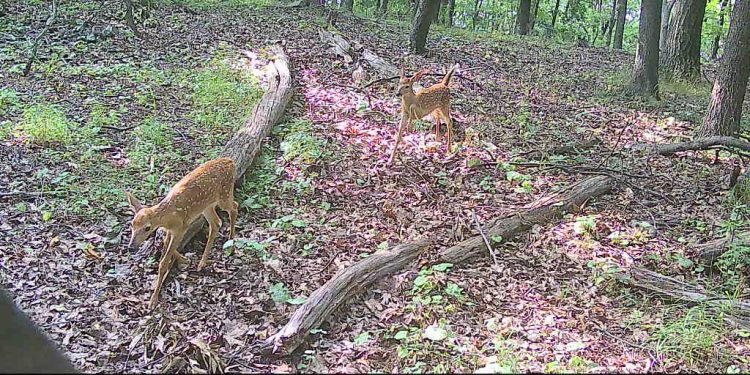 Why Summer Trail Cameras Make Sense