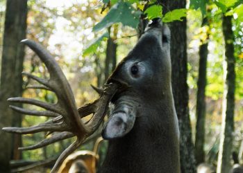 Bird Sounds Can Lead to Big Bucks